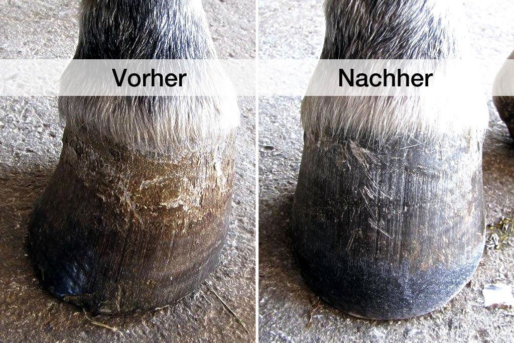 Pferdehuf vorher und nachher im Vergleich nach huforthopädischer Behandlung