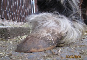 Huf bei Hufrehe durch Cushing, Verlaufsbild 1
