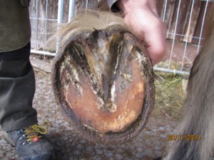 Huf-Verlaufsbild