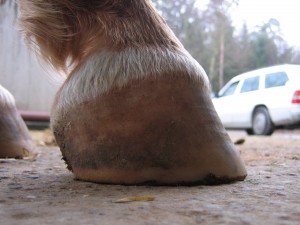 Derselbe Huf heute mit tragfähiger, stabiler Hornkapsel