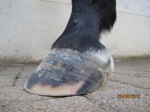 Stark deformierter Huf bei schwerer Hufrehe, Aufnahme 3